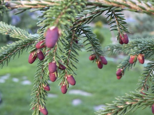 Picea orientalis 