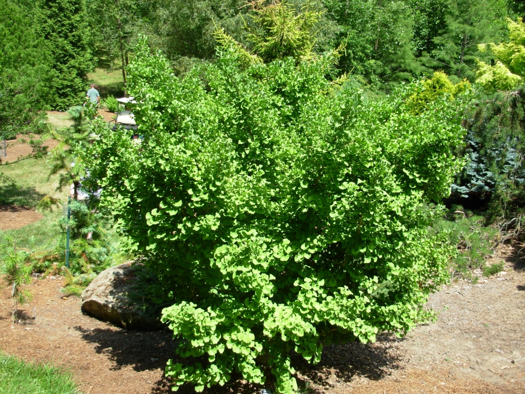 Ginkgo biloba 