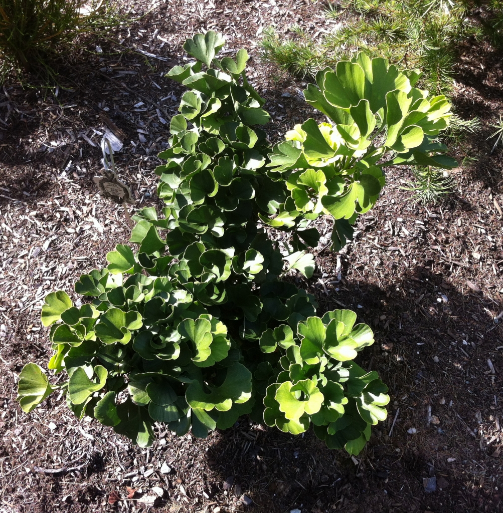 Ginkgo biloba 