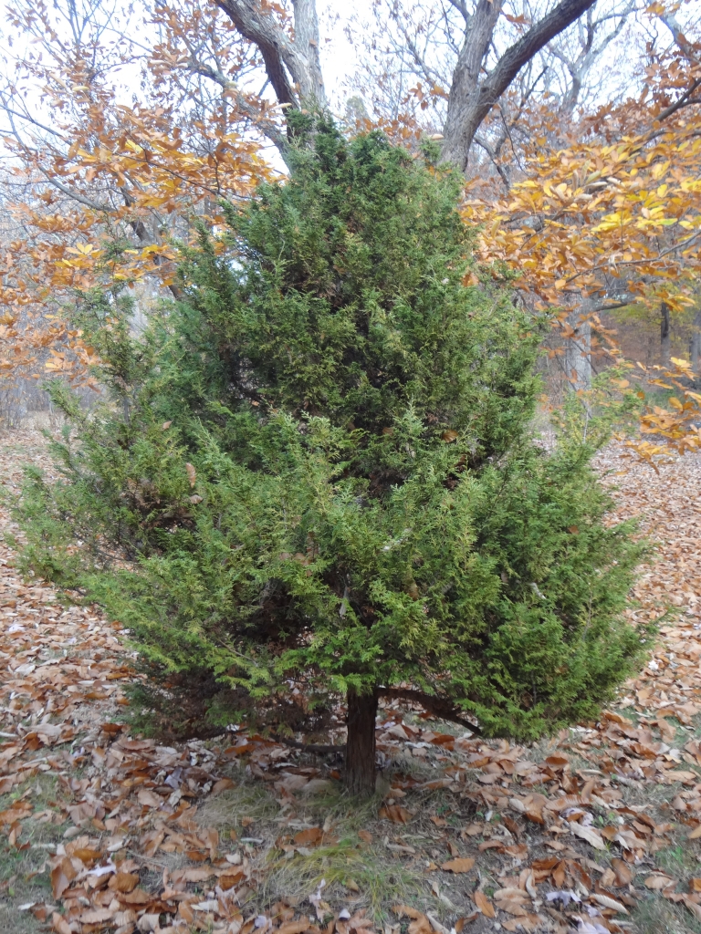 Chamaecyparis obtusa 