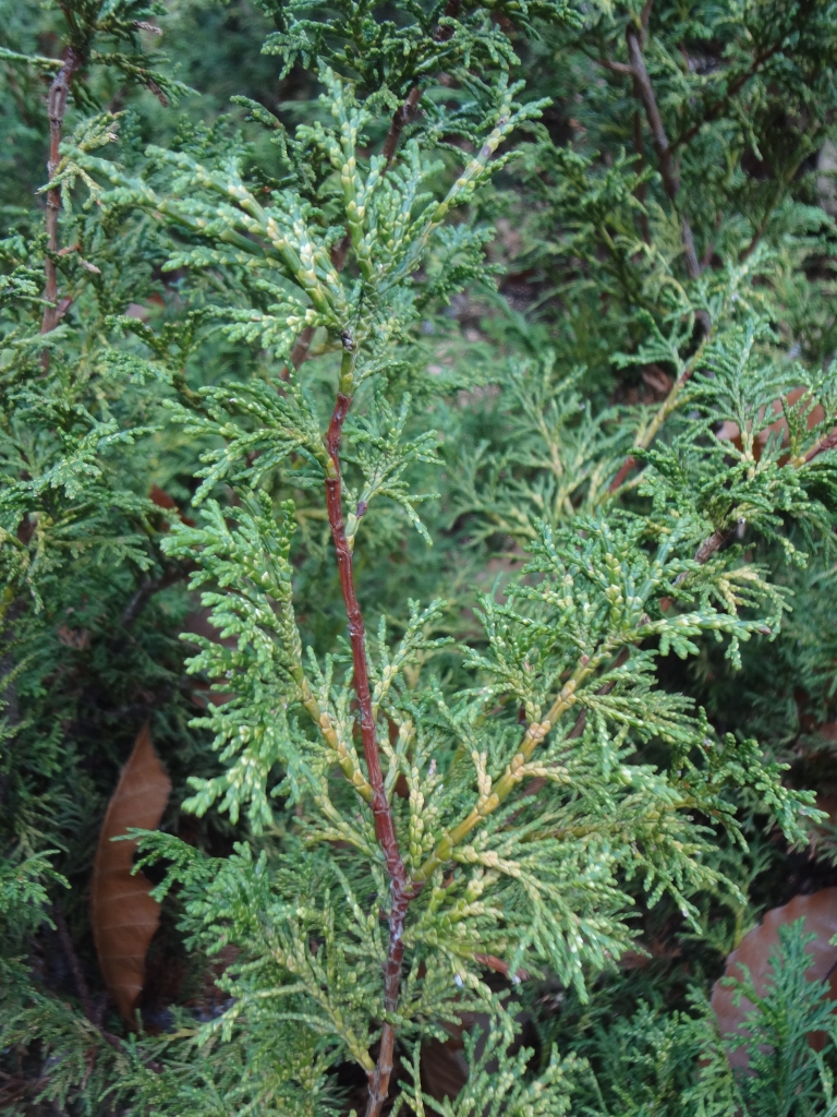 Chamaecyparis obtusa 