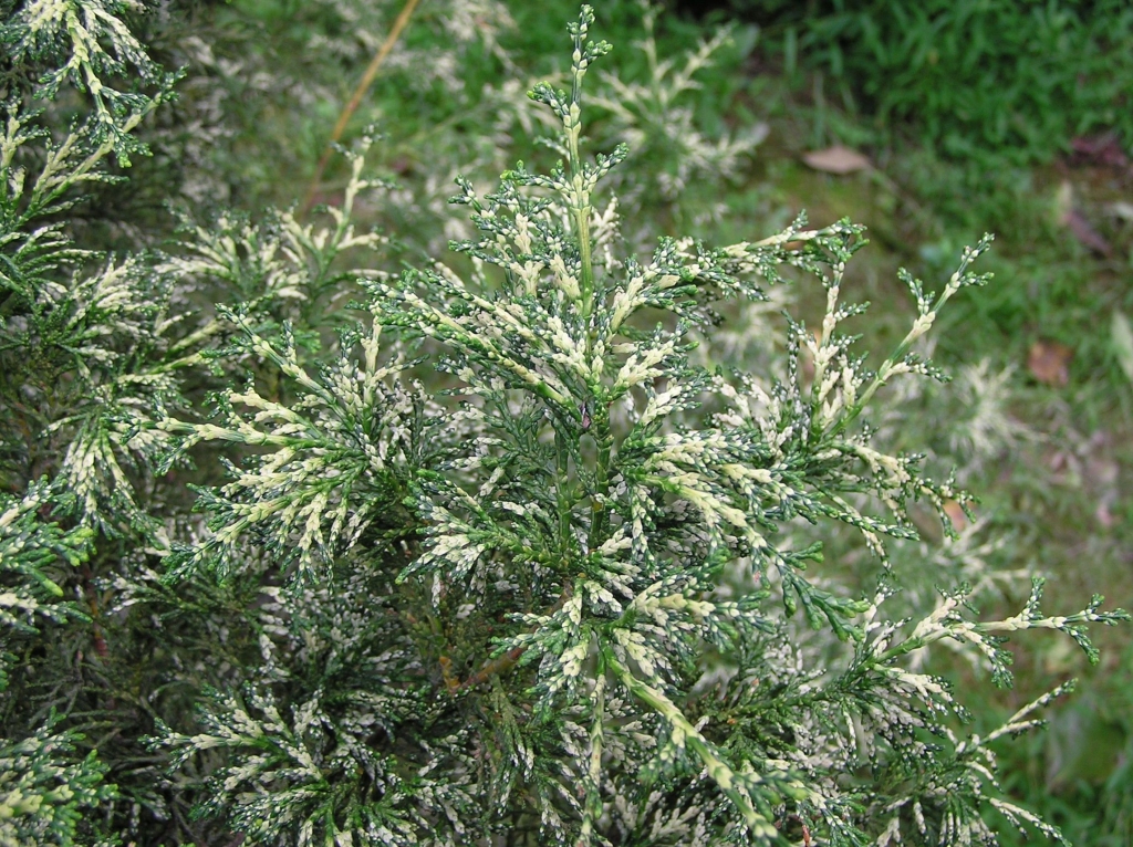 Chamaecyparis obtusa 
