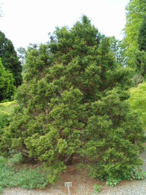 Chamaecyparis obtusa 