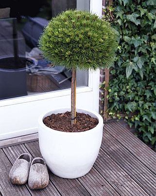 Pinus nigra 