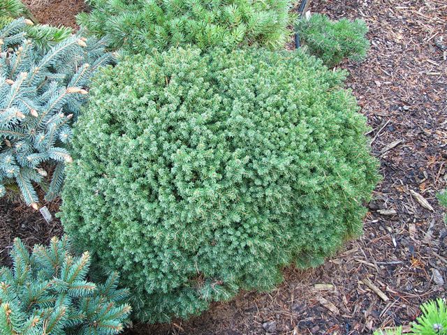 Picea abies 