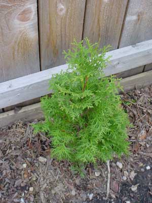 Thuja occidentalis 