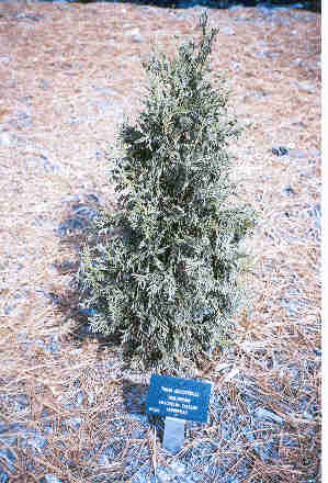 Thuja occidentalis 