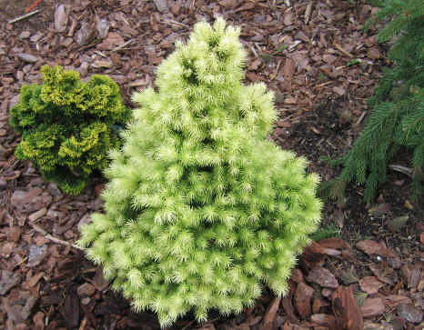 Picea glauca 