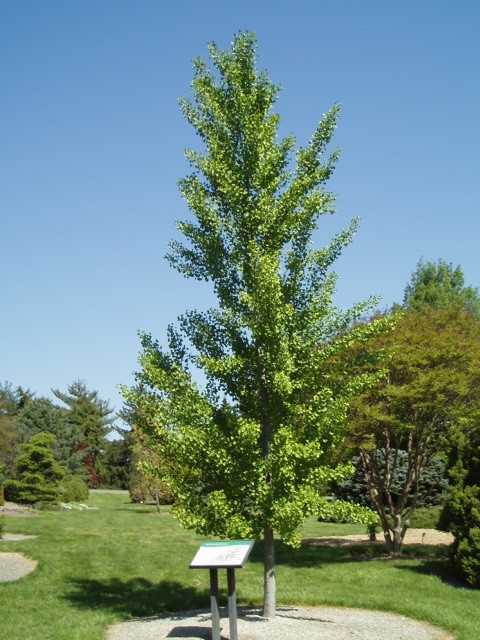Ginkgo biloba 