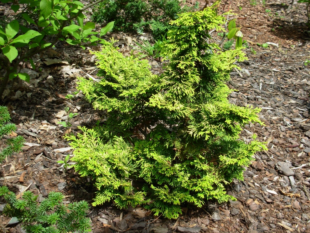 Chamaecyparis obtusa 