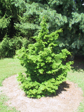 Chamaecyparis obtusa 