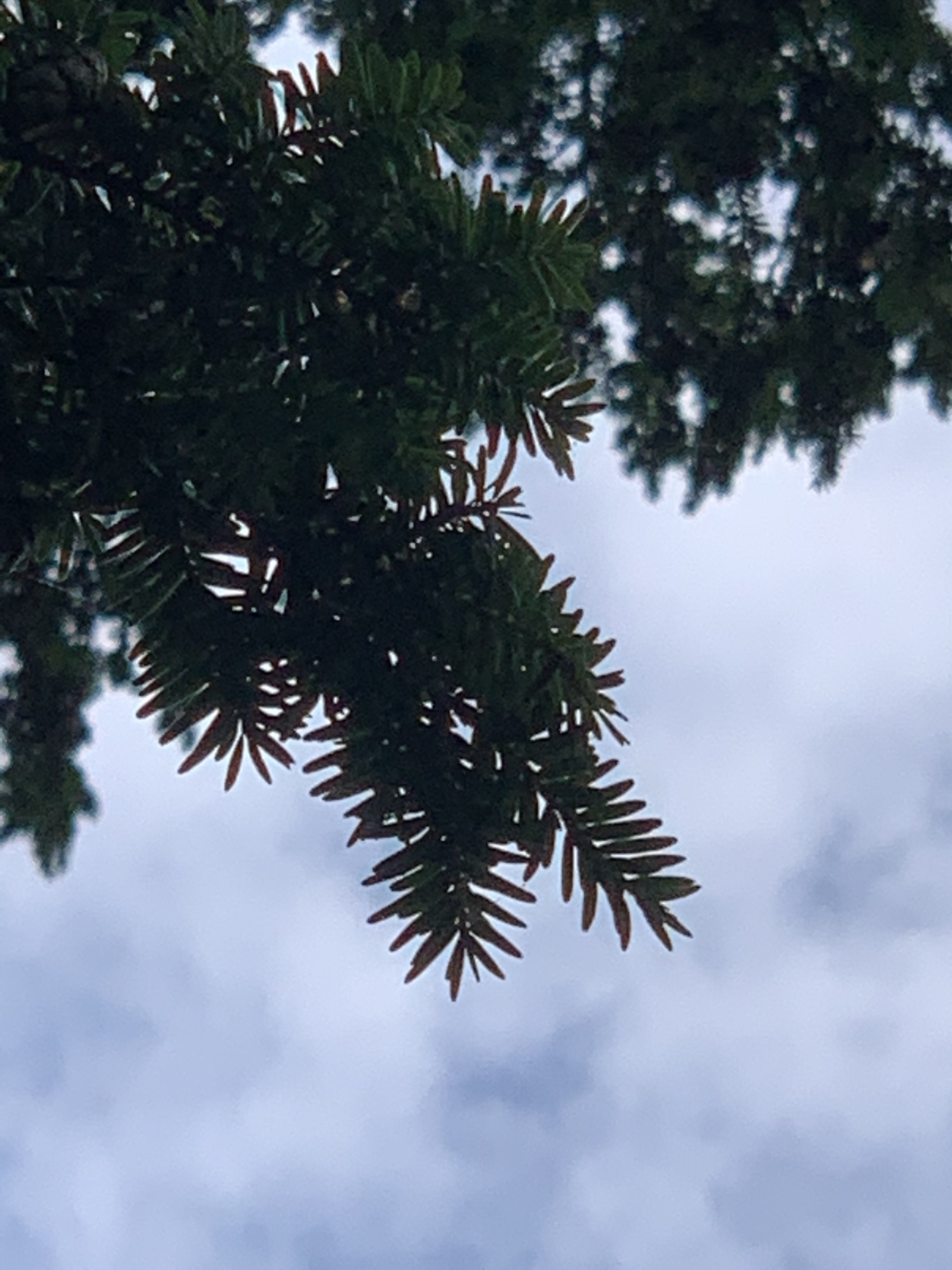 Tsuga canadensis 