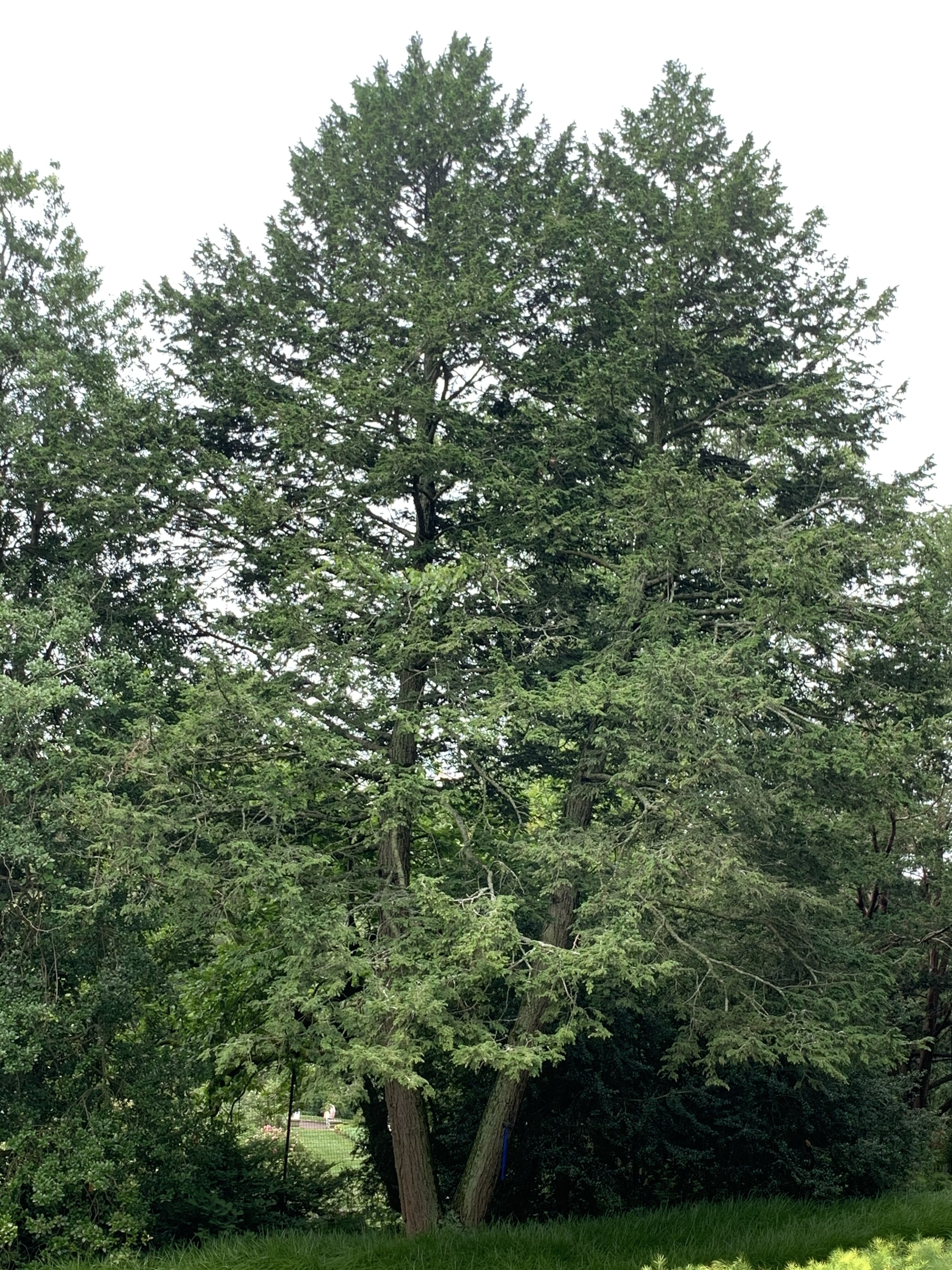 Tsuga canadensis 