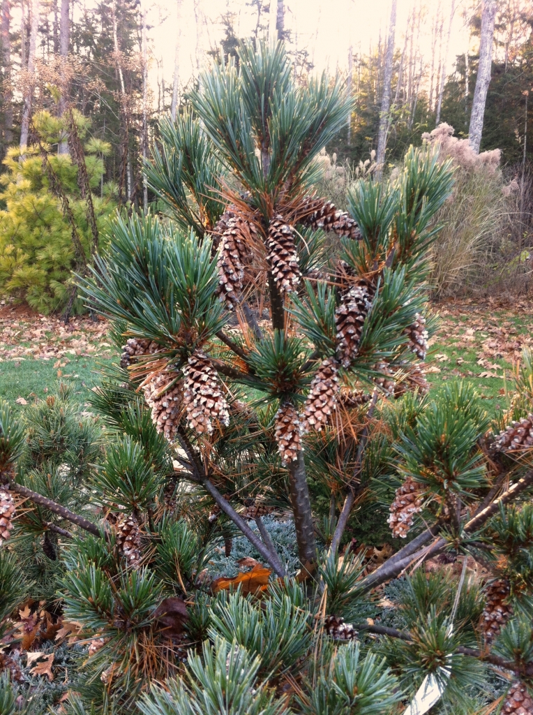 Pinus strobus 