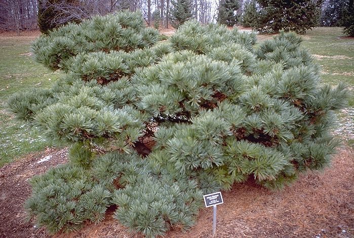 Pinus strobus 