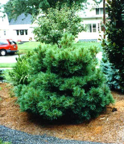 Pinus strobus 