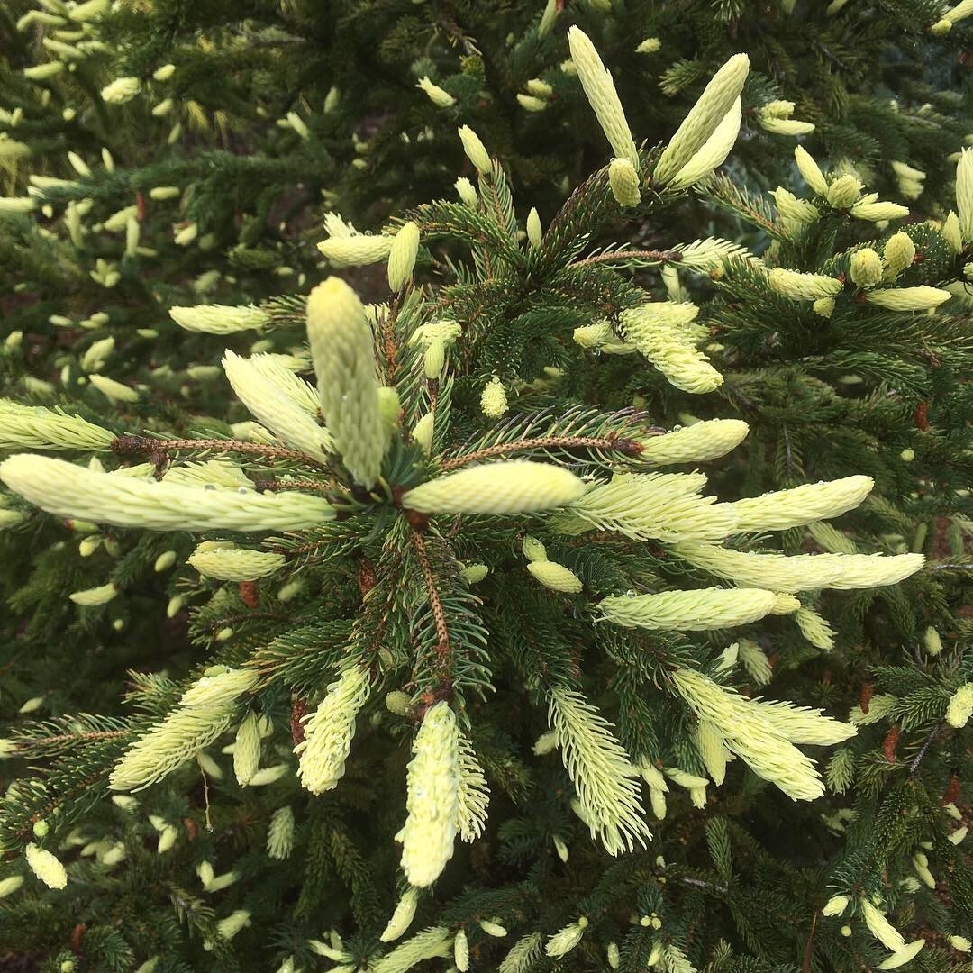 Picea glauca 