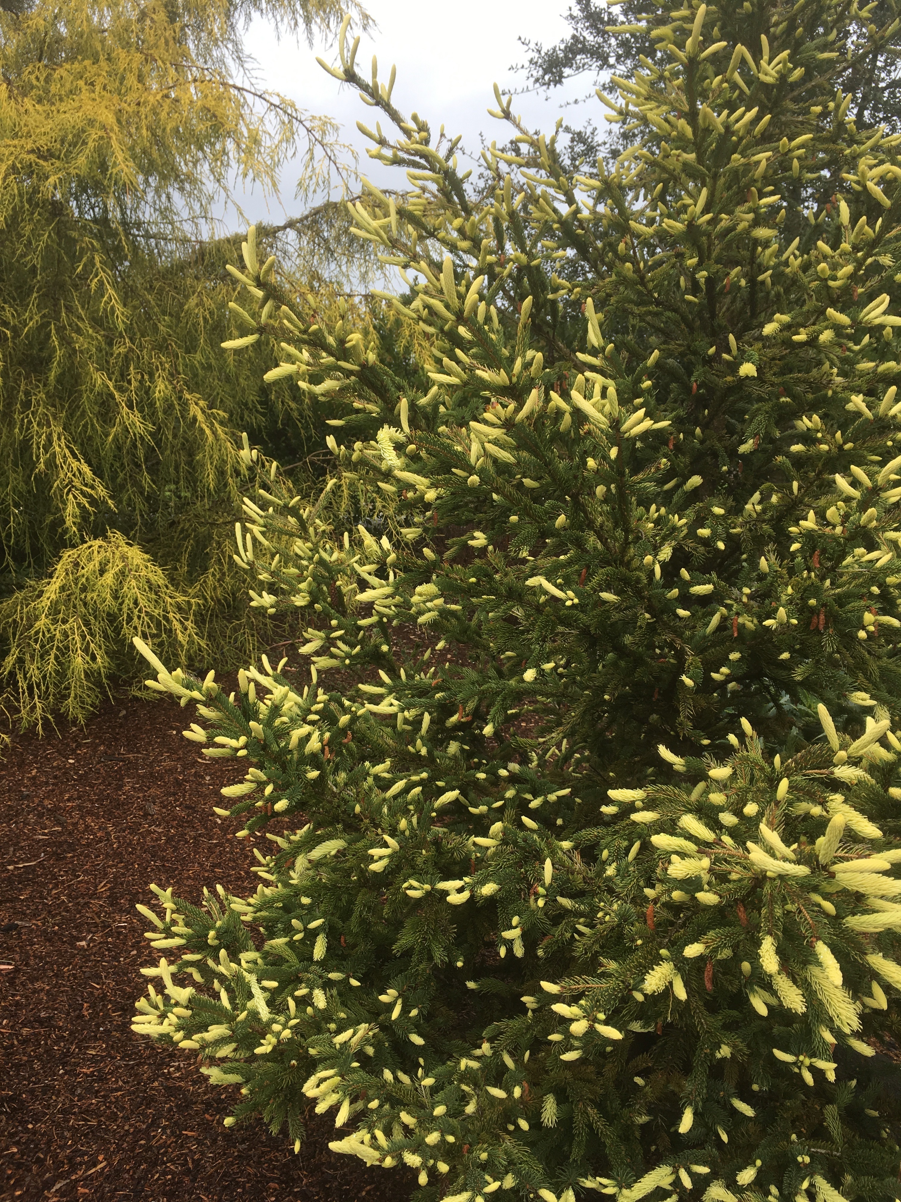 Picea glauca 