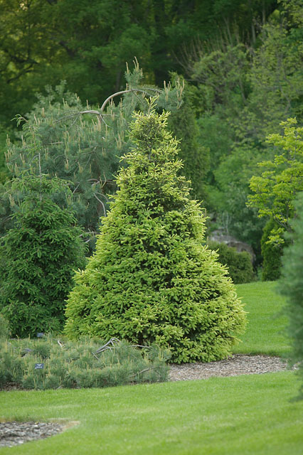Picea glauca 