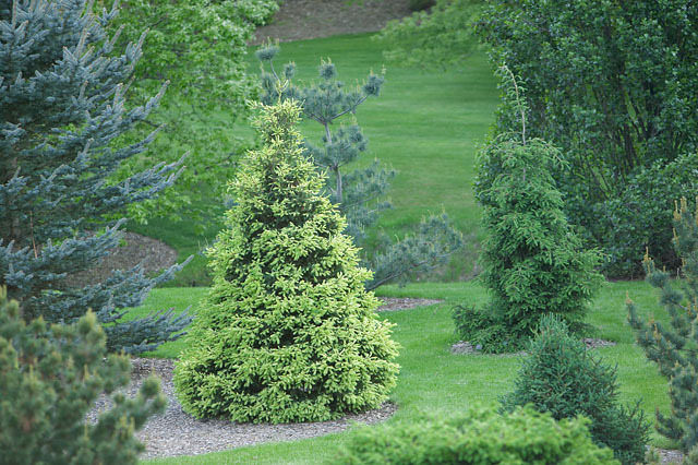 Picea glauca 
