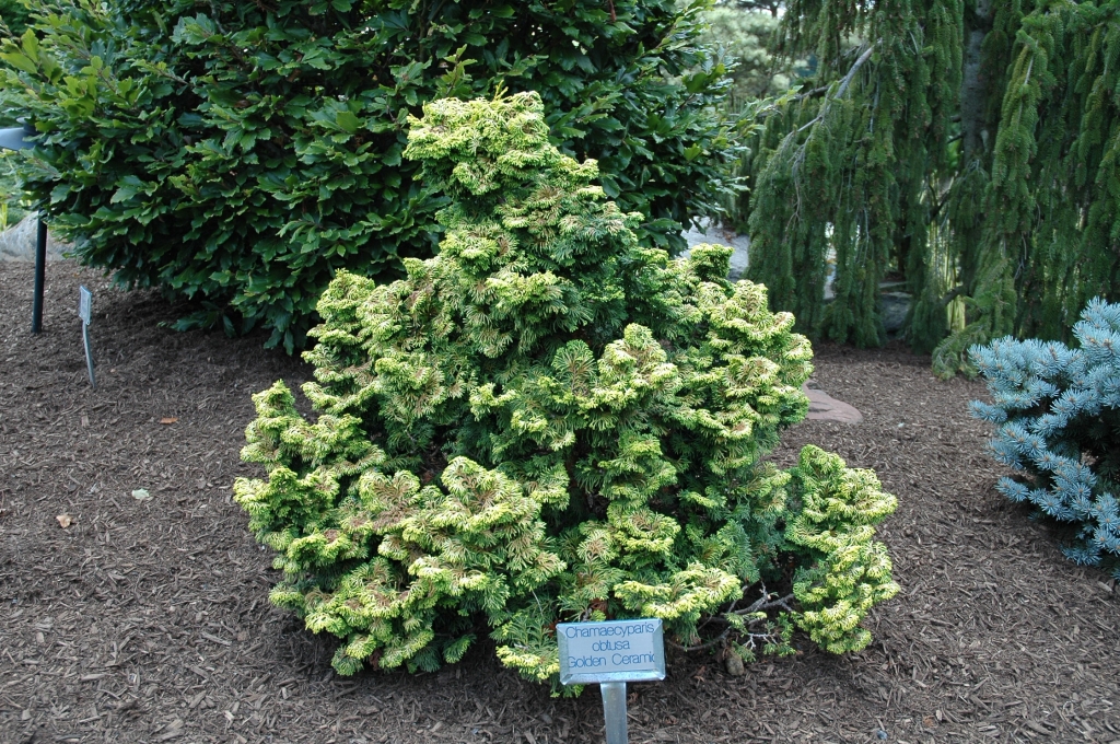Chamaecyparis obtusa 