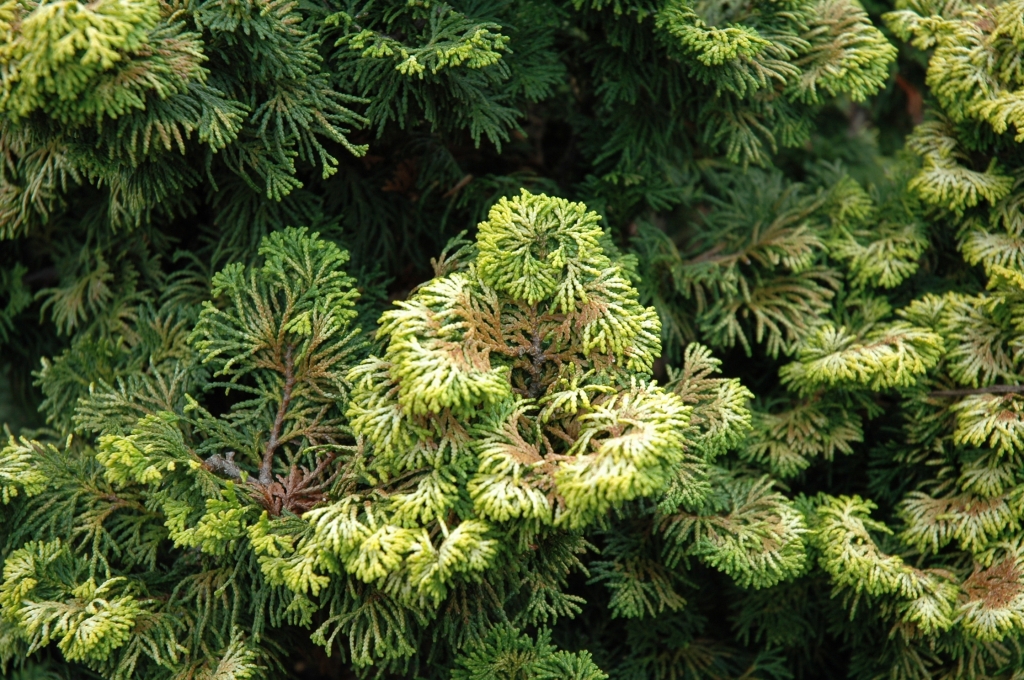 Chamaecyparis obtusa 