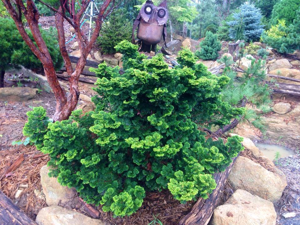Chamaecyparis obtusa 