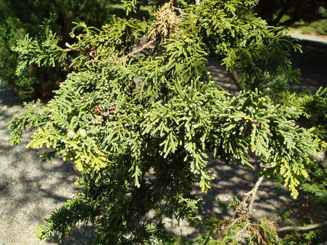 Chamaecyparis obtusa 