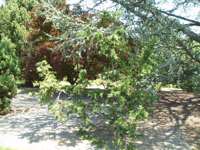Chamaecyparis obtusa 