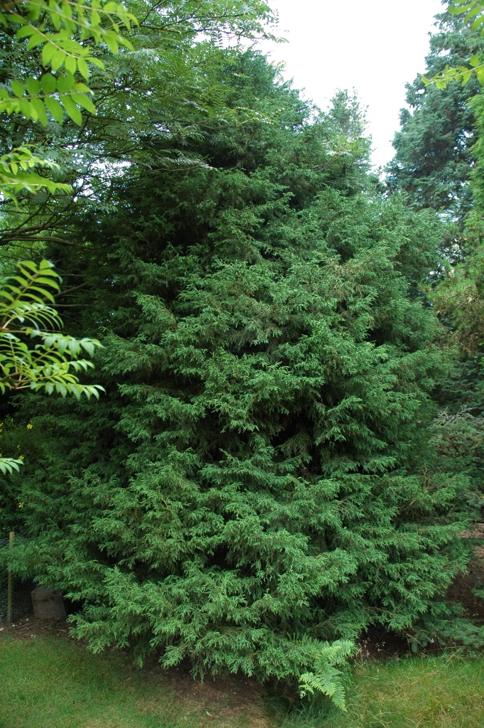 Chamaecyparis lawsoniana 