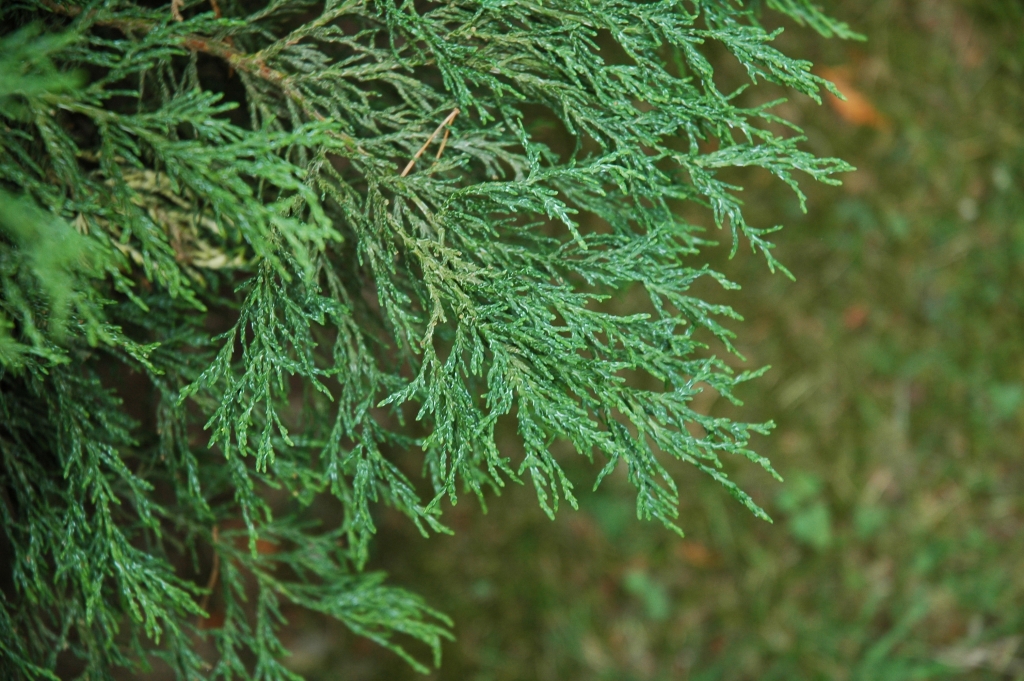 Chamaecyparis lawsoniana 