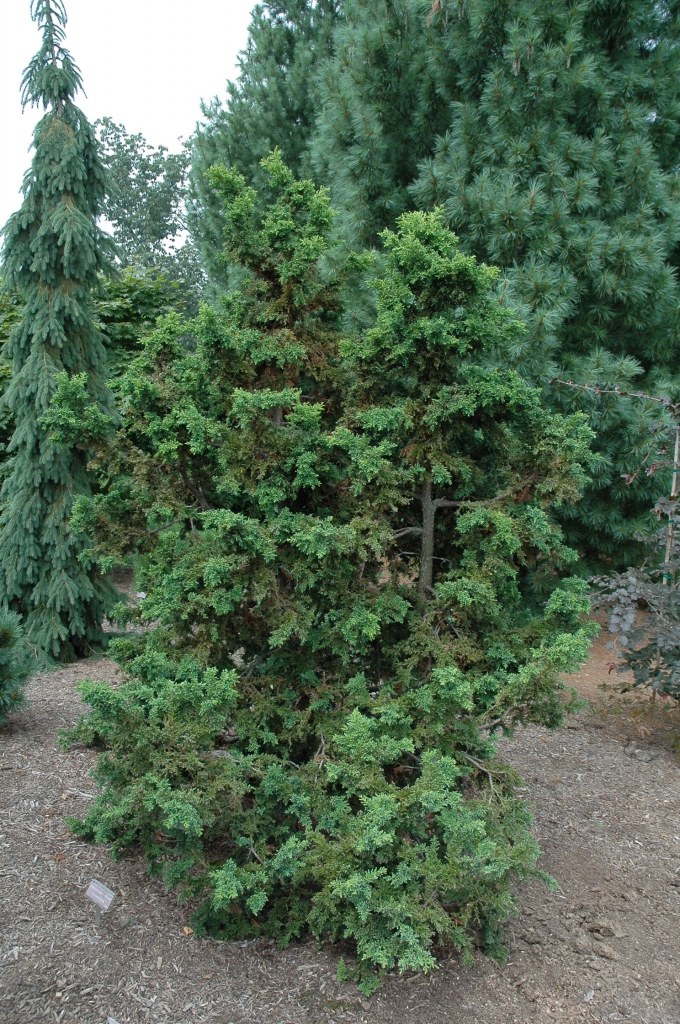 Chamaecyparis obtusa 