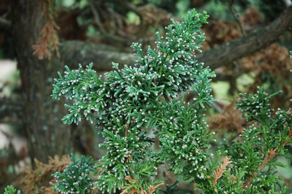 Chamaecyparis obtusa 