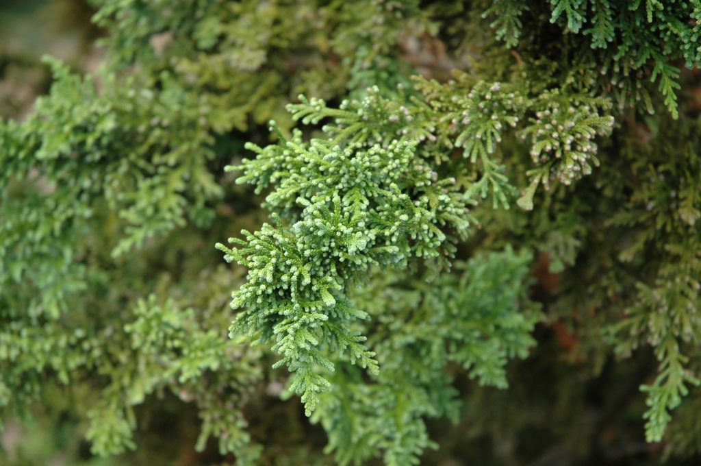 Chamaecyparis obtusa 