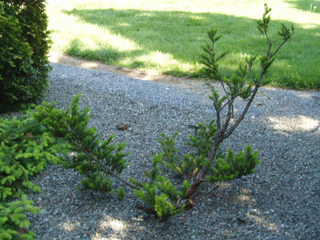 Taxus cuspidata 