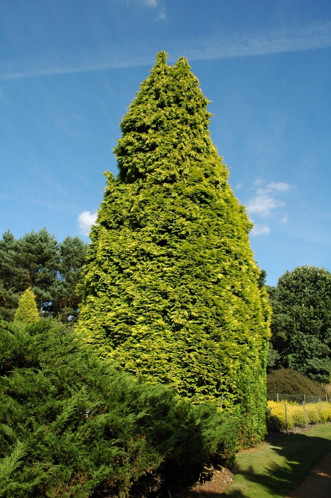 Chamaecyparis lawsoniana 