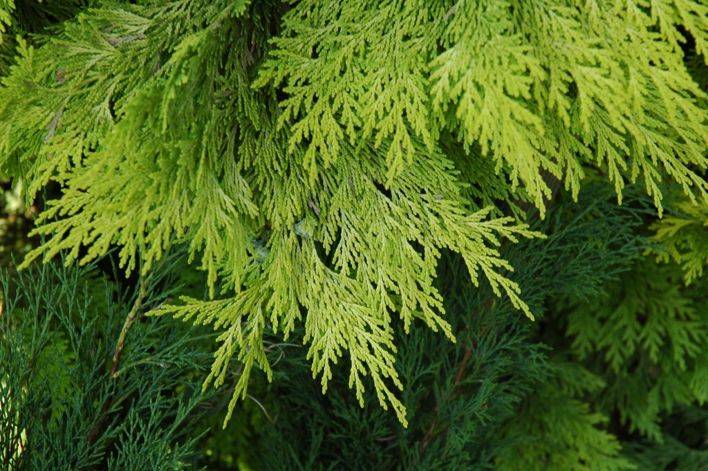 Chamaecyparis lawsoniana 