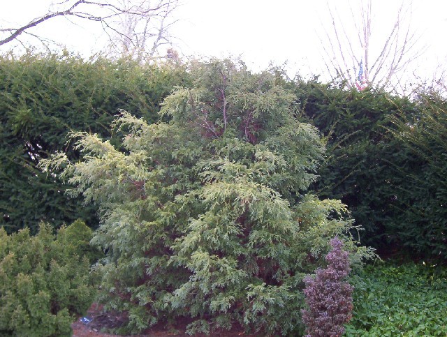 Chamaecyparis pisifera 