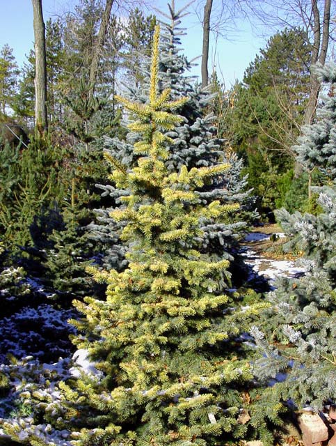 Picea pungens 