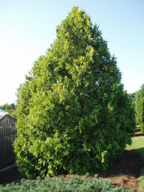 Thuja occidentalis 