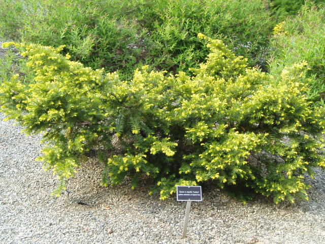 Taxus × media 
