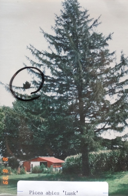 Picea abies 