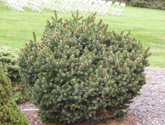 Picea abies 