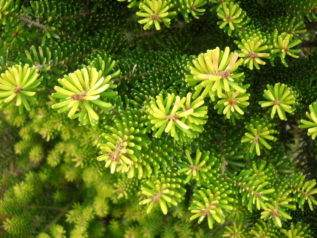 Abies koreana 