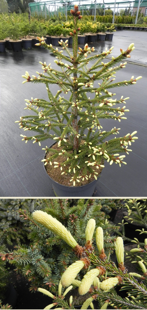Picea abies 