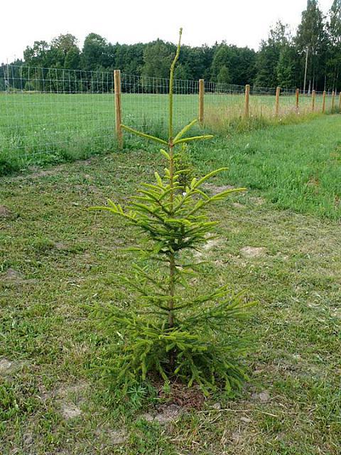 Picea abies 