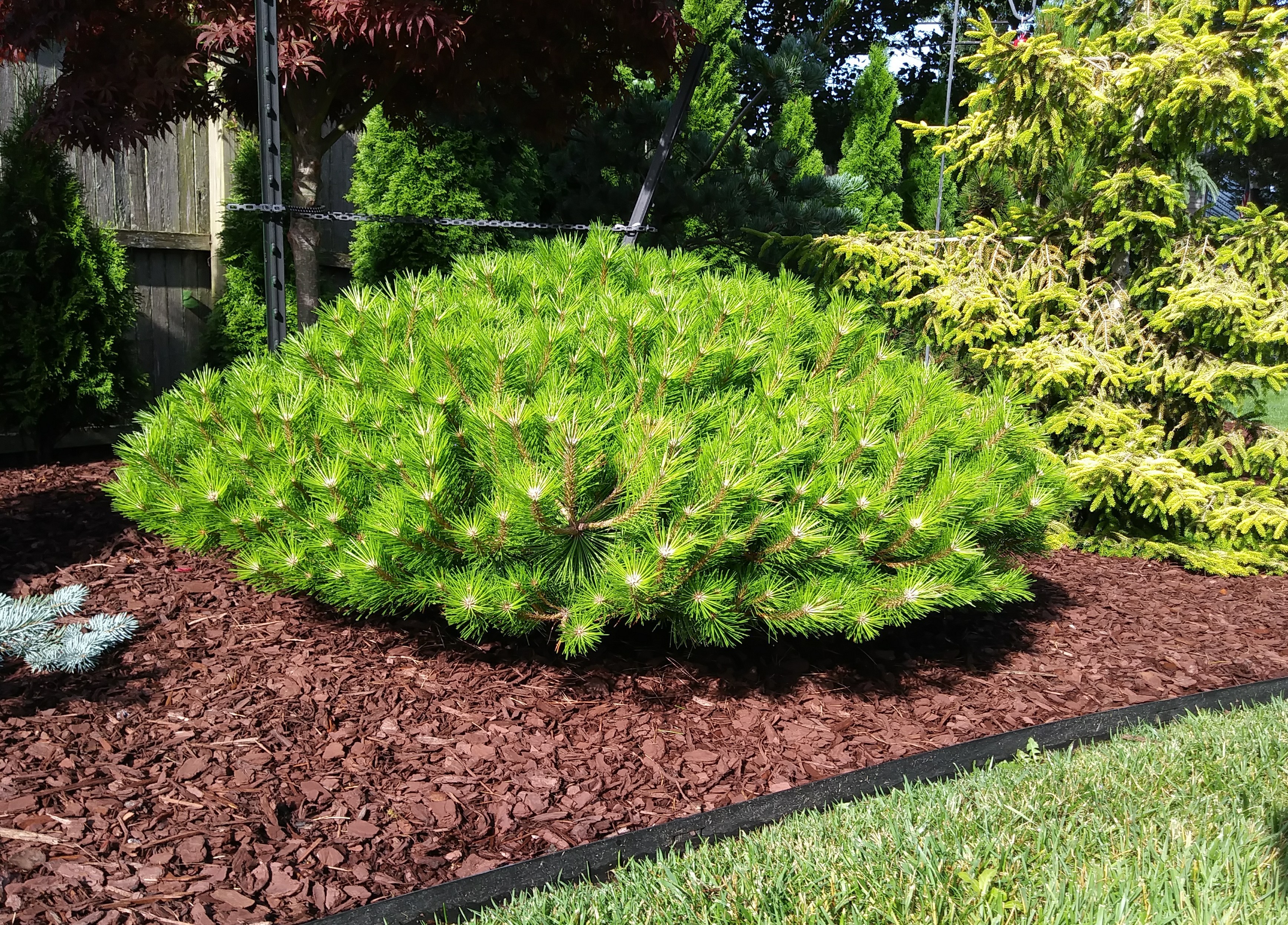 Pinus densiflora 
