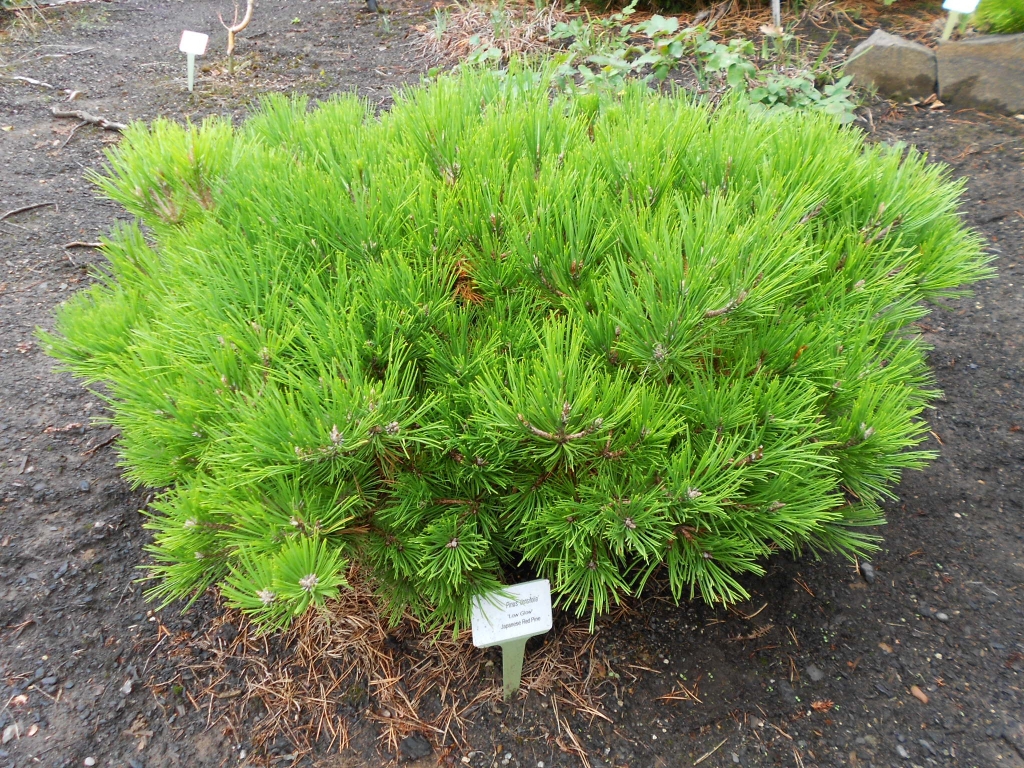 Pinus densiflora 
