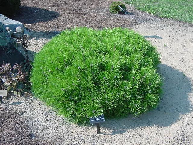 Pinus densiflora 