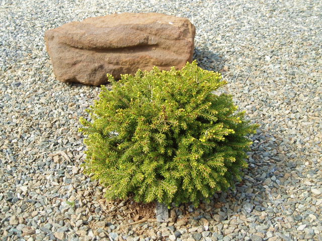 Picea orientalis 
